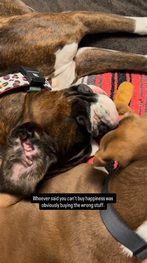 Dogs are the right stuff. 🥰 #fblifestyle | Chevy the boston