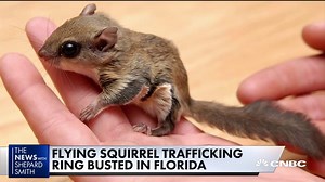 Flying squirrel trafficking ring busted in Florida