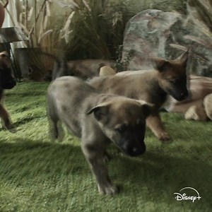 3.4M views · 3K reactions | #AD Mufasa: The Lion King is now on Disney+! Sign up today and experience the global phenomenon with the whole family! | Aaron's Animals | Facebook