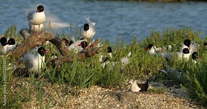 Mediterranean gull (Ichthyaetus melanocephalus) and Black-winged stilt (Himantopus himantopus , during the egg incubation time, Camargue, France