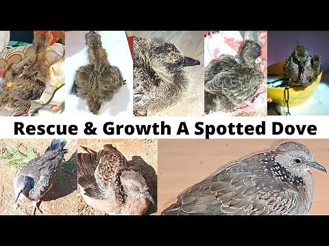 Rescue Baby Spotted Dove & Growth Video#Feeding.