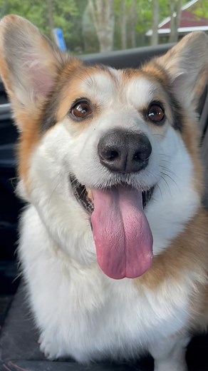 6 years old today! A big birthday Worman #birthday #barkday #corgisofinstagram #dogreels #corgireels #dogbirthday #dogvideo #corgivideo | Sherman the Corgi