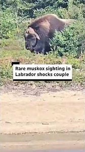 Couple describes rare muskox encounter in Labrador