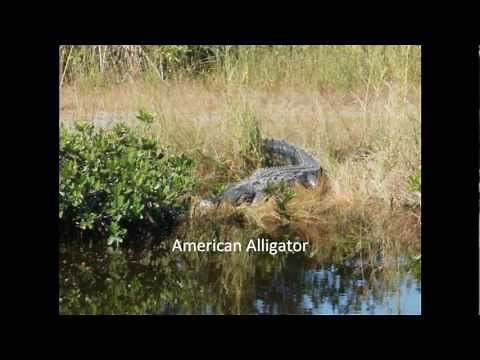 American Crocodile Vs. American Alligator