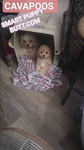 toy CAVAPOOS ckc Louisiana