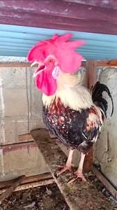 amazing baby chicken video #animal​ #rooster​ #hen​ #rooster​ Crowing Sound #rooster​ Crowing Sound Compilation #rooster​ Crowing Sound Compilation #rooster​ Crowing Sound effect #murgha​ ki Azan #handsome​ rooster #big​ rooster | Wild BIRDS