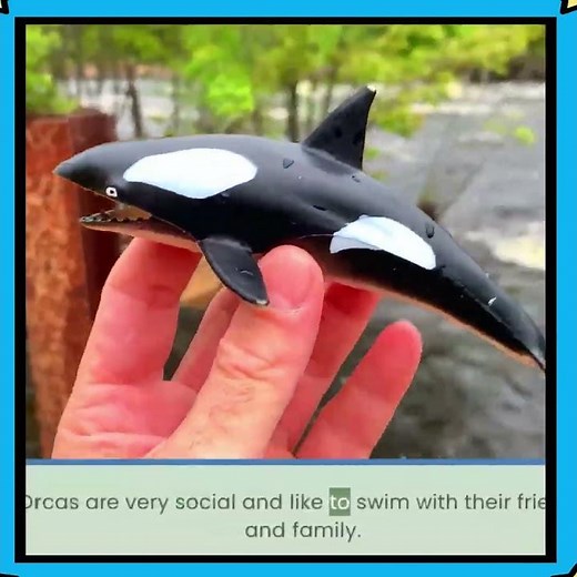 Orca Fun Fact! 🐋 They Are Social Friends!