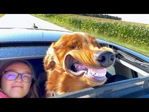New Funniest Cats and Dogs Videos 2025😼🐶Try Not To Laugh😜 Part 5