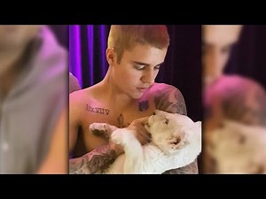 Shirtless Justin Bieber Feeds Lion Cub - Hailey Baldwin Insists His Park Antics Were 'Normal'