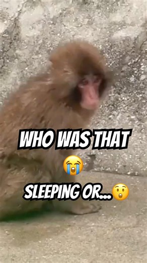 Punch Wakes Up & Follows Grandpa to Sleep Again 😴🥰