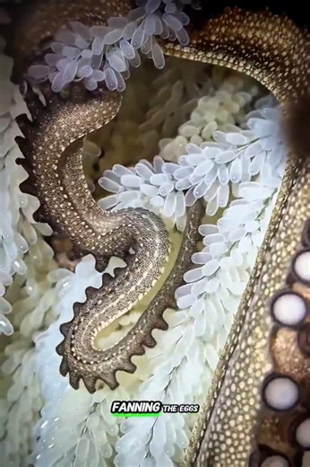 The Most Heartbreaking Sacrifice in the Ocean 🐙💔