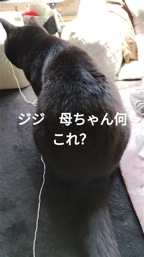 母ちゃんの趣味を邪魔する #ジジネコ #猫のいる暮らし