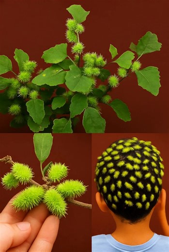The Hidden Power of Xanthium strumarium (Cocklebur), you have to know it... 𝗦𝗲𝗲 𝗺𝗼𝗿𝗲 💬 | Feedy Beauty