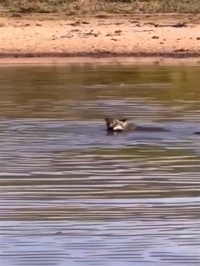 1M views · 10K reactions | Jaguar Attacks Crocodile Underwater...