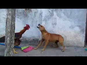 La bataille entre un Coq et un chien