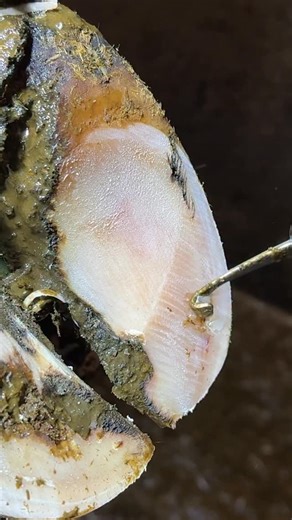 Graeme Parker on Instagram: "A small dot on the surface hinted at something more underneath… #relief #hoofpicking"