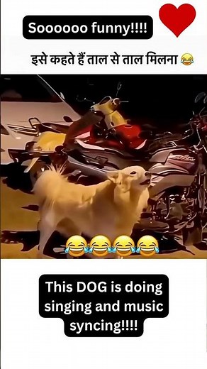 Dog Perfectly Sings With Music Beat 😱🐶| Funniest Viral Singing Dog Ever #shorts #viral #trending #yt