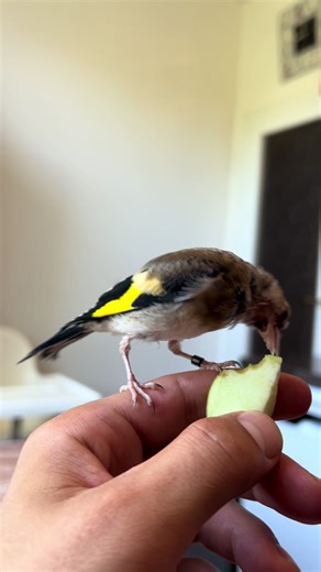 Discover the Beauty of Goldfinches in Nature