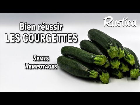 Bien réussir les courgettes : semis et rempotages