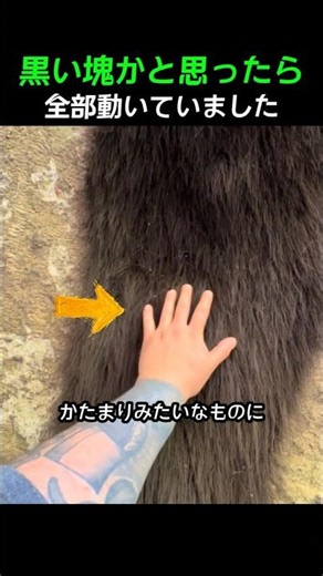 黒い塊かと思ったら全部動いていました