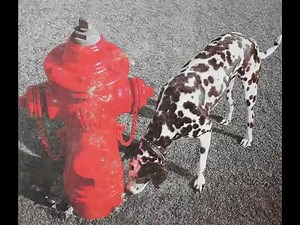 Rush - Alex Lifeson Guitar Solos on Signals | Progressive Rock Land