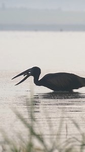 African Openbill stork catching and swallowing a snail Wincent X6fgv #bird #nature #wildlife | HAWI Studios