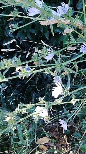 Guida completa alla cicoria selvatica (Cichorium intybus): proprietà medicinali, usi alimentari e curiosità | Marzio Cristiani