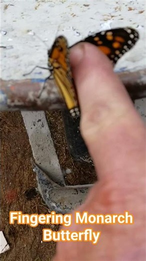 Fingering Monarch butterfly.