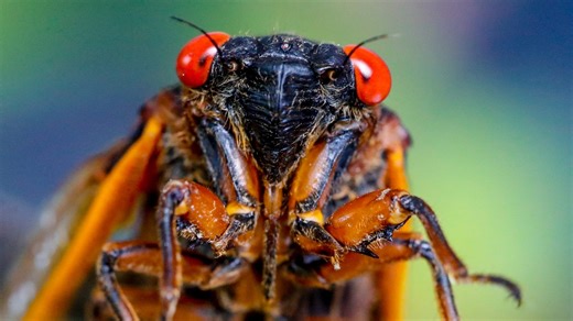 Can cicadas bite? Can you eat them? Everything to know, plus a map of cicadas in Ohio