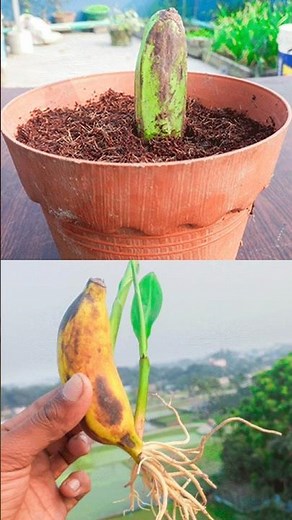 How to grow banana plant at home from fruits || Best & easy method for planting #reels #highlights