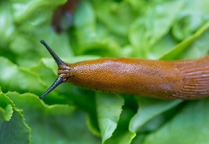 5 Ways to Get Rid of Slugs