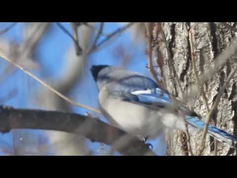 A Blue Jay in the Backyard Tree