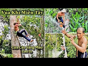 Cực chất! Vua Khỉ Cưa Cây Đỉnh Cao Chủ Nhà Đứng Xem Không Nói Nên Lời. Cut down Celastrus tree