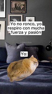 SOY | Limoncitos club