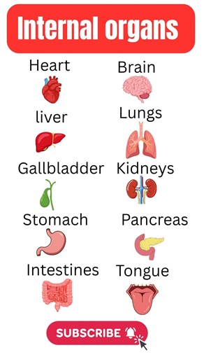Internal Organs of the Human Body #englishforeveryone #languagelearning #vocabulary #spokenenglish