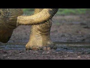 Planet Earth 08 Jungles Part 16