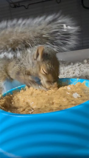 1M views · 39K reactions | How ‘bout some squirrel ASMR? Complete...