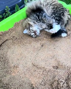 I now need to get my cat a sandbox 🏖️ | Furry Tails