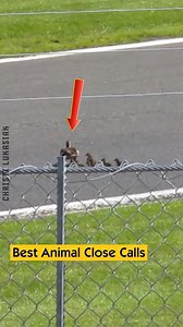 Best Animal Close Calls | Christi Lukasiak