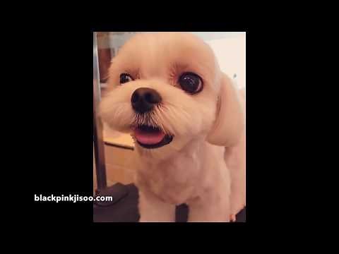 Blackpink Jisoo - Dalgom Sweet Moments