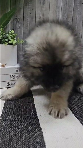 🥰 Fluff Overload: Meet Our Newest Keeshond Puppy 🌟 !#keeshondpuppies #keeshond #shorts #newarrival