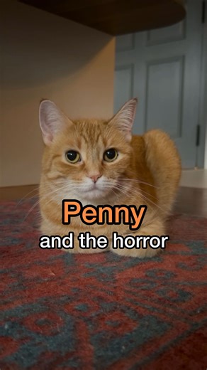 567K views · 5.1K reactions | damage control | Penny the Ginger Cat | Facebook