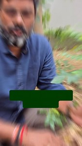 Most people buy curry leaves from the market, but did you know you can easily grow this plant right at home? From boosting digestion to adding aroma to your food, this small plant does wonders for your health. Watch this reel to know how you can plant curry leaves at home easily and discover it’s amazing benefits. . . [bharatsisodia, CATCH Foundation, curry leaves, curry leaf, curry leaf plant, grow curry leaf, gardening, plants, curry leaves benefits] #bharatsisodia #catchfoundation #curryleave