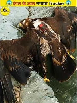GPS tracker on eagle 😱 #shorts #shorts #short
