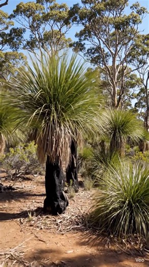 AUSTRALIAN BUSH, #bushland #australia #bush #nature #naturelovers
