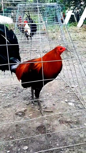 Super Brown Red #rooster #roosterfarm #chickenbreeds #chicken #birds