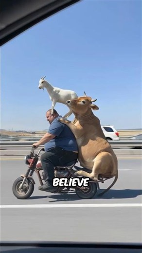 Crazy Animal Moments Caught on Camera! part 3 #facts #animals #wildlife