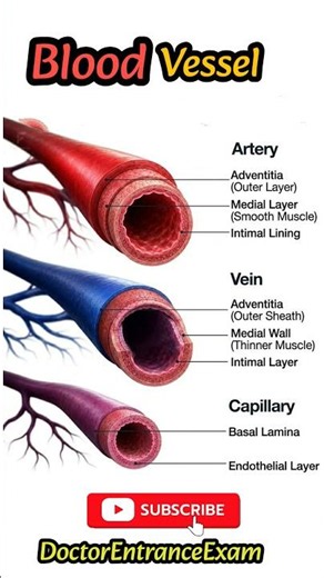 Blood vessels #anatomy #neetpg ‪@DoctorEntranceExam‬