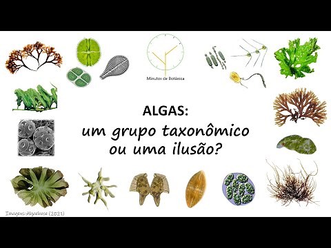 Vídeo 05 - Algas: um grupo taxonômico ou uma ilusão