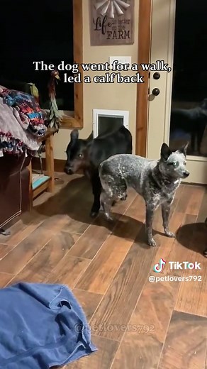 Dogs Bringing Friends Home to Play
